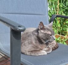 HUERTO, Katze, Russisch Blau in Schiffweiler - Bild 3