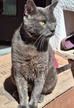 HUERTO, Katze, Russisch Blau in Schiffweiler - Bild 4