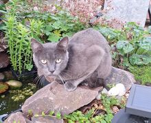 HUERTO, Katze, Russisch Blau in Schiffweiler - Bild 5