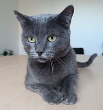 HUERTO, Katze, Russisch Blau in Schiffweiler - Bild 6