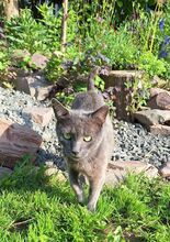 HUERTO, Katze, Russisch Blau in Schiffweiler - Bild 7