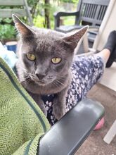 HUERTO, Katze, Russisch Blau in Schiffweiler - Bild 8