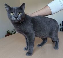 HUERTO, Katze, Russisch Blau in Schiffweiler - Bild 9