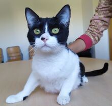 VITO, Katze, Europäisch Kurzhaar in Ostrach - Bild 10
