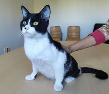 VITO, Katze, Europäisch Kurzhaar in Ostrach - Bild 11