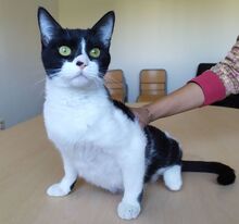 VITO, Katze, Europäisch Kurzhaar in Ostrach - Bild 12