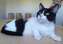 VITO, Katze, Europäisch Kurzhaar in Ostrach - Bild 13