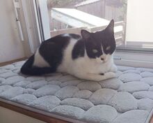 VITO, Katze, Europäisch Kurzhaar in Ostrach - Bild 15