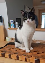 VITO, Katze, Europäisch Kurzhaar in Ostrach - Bild 16