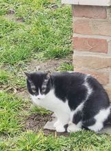 VITO, Katze, Europäisch Kurzhaar in Ostrach - Bild 17