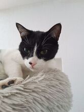 VITO, Katze, Europäisch Kurzhaar in Ostrach - Bild 18