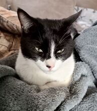 VITO, Katze, Europäisch Kurzhaar in Ostrach - Bild 19