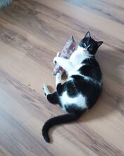 VITO, Katze, Europäisch Kurzhaar in Ostrach - Bild 2