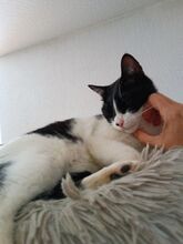 VITO, Katze, Europäisch Kurzhaar in Ostrach - Bild 20