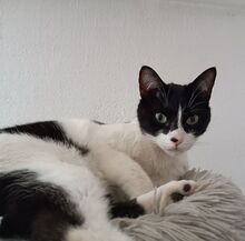 VITO, Katze, Europäisch Kurzhaar in Ostrach - Bild 21