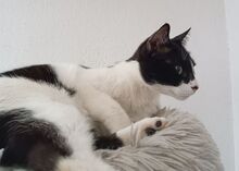 VITO, Katze, Europäisch Kurzhaar in Ostrach - Bild 22