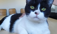 VITO, Katze, Europäisch Kurzhaar in Ostrach - Bild 24