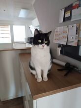 VITO, Katze, Europäisch Kurzhaar in Ostrach - Bild 3