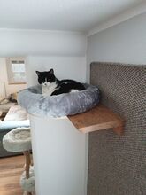 VITO, Katze, Europäisch Kurzhaar in Ostrach - Bild 4
