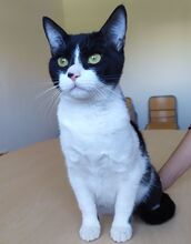 VITO, Katze, Europäisch Kurzhaar in Ostrach - Bild 5