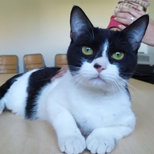 VITO, Katze, Europäisch Kurzhaar in Ostrach - Bild 6
