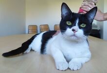 VITO, Katze, Europäisch Kurzhaar in Ostrach - Bild 7