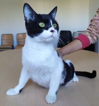 VITO, Katze, Europäisch Kurzhaar in Ostrach - Bild 9