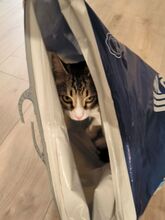 GOMINOLO, Katze, Europäisch Kurzhaar in Philippsburg - Bild 10