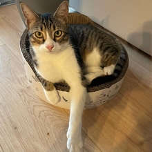 GOMINOLO, Katze, Europäisch Kurzhaar in Philippsburg - Bild 11