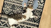 GOMINOLO, Katze, Europäisch Kurzhaar in Philippsburg - Bild 12