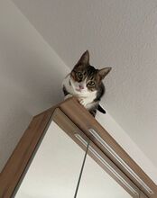 GOMINOLO, Katze, Europäisch Kurzhaar in Philippsburg - Bild 13