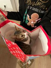GOMINOLO, Katze, Europäisch Kurzhaar in Philippsburg - Bild 14