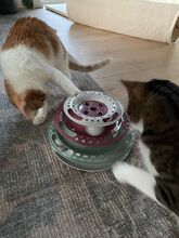 GOMINOLO, Katze, Europäisch Kurzhaar in Philippsburg - Bild 15
