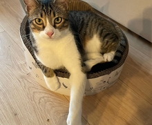 GOMINOLO, Katze, Europäisch Kurzhaar in Philippsburg - Bild 16