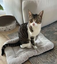GOMINOLO, Katze, Europäisch Kurzhaar in Philippsburg - Bild 17