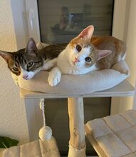 GOMINOLO, Katze, Europäisch Kurzhaar in Philippsburg - Bild 2