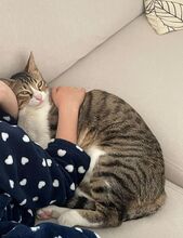 GOMINOLO, Katze, Europäisch Kurzhaar in Philippsburg - Bild 3