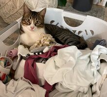 GOMINOLO, Katze, Europäisch Kurzhaar in Philippsburg - Bild 4