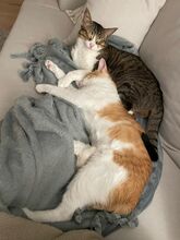 GOMINOLO, Katze, Europäisch Kurzhaar in Philippsburg - Bild 5