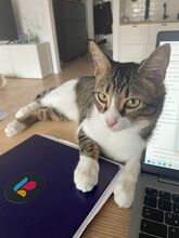 GOMINOLO, Katze, Europäisch Kurzhaar in Philippsburg - Bild 6