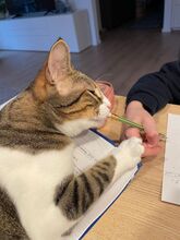 GOMINOLO, Katze, Europäisch Kurzhaar in Philippsburg - Bild 7