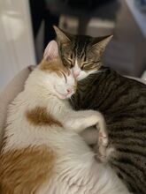 GOMINOLO, Katze, Europäisch Kurzhaar in Philippsburg - Bild 8