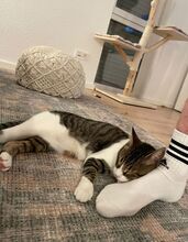 GOMINOLO, Katze, Europäisch Kurzhaar in Philippsburg - Bild 9