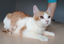 MOGAMBO, Katze, Europäisch Kurzhaar in Philippsburg - Bild 10