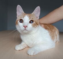 MOGAMBO, Katze, Europäisch Kurzhaar in Philippsburg - Bild 11
