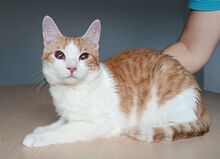 MOGAMBO, Katze, Europäisch Kurzhaar in Philippsburg - Bild 12