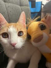 MOGAMBO, Katze, Europäisch Kurzhaar in Philippsburg - Bild 13