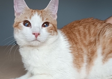 MOGAMBO, Katze, Europäisch Kurzhaar in Philippsburg - Bild 14