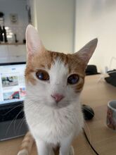 MOGAMBO, Katze, Europäisch Kurzhaar in Philippsburg - Bild 2