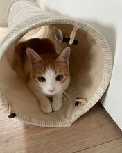 MOGAMBO, Katze, Europäisch Kurzhaar in Philippsburg - Bild 5